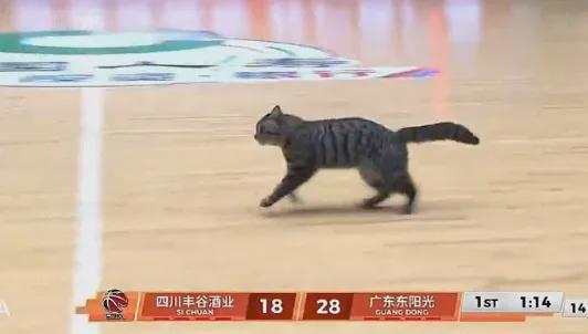 开云体育官网-5+3！陈国豪暴揍老东家！CBA又一奇葩条款诞生